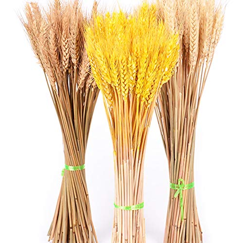 50 flores secas naturales de trigo real para decoración miniatura 2