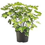 The Best Time to Plant a Fig Tree in Florida Zone 7: A Complete Guide to Thriving Homegrown Figs 3 51UcopGCMOL. SL160