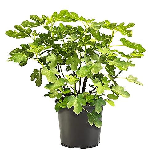 Shrub Brown Turkey, 1 Gallon, Dark Purple Figs