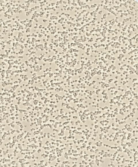 Image of Doheny's DECK COATING - DESERT SUN