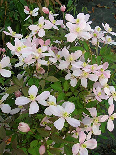 Clématite Rubens Superba Godet