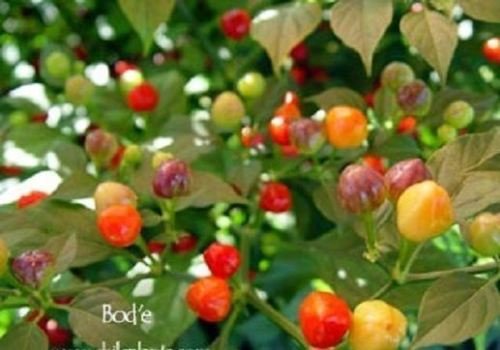 1000 Bode Hot Pepper Seeds - A Tiny Pepper from Brazil