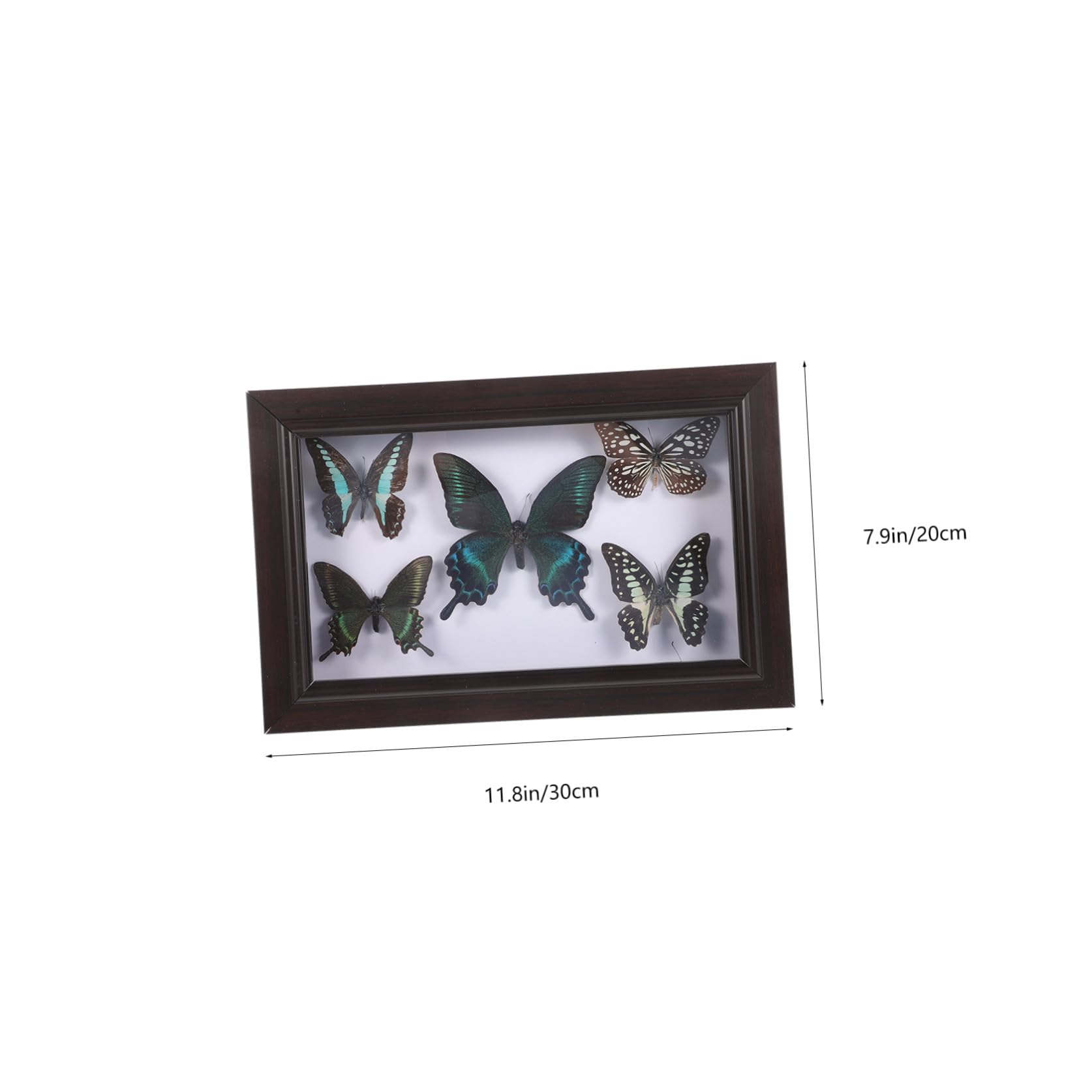 CHILDWEET Marco de Exhibición de Mariposas Diseño Artesanal, Madera Resistente y Tapa Transparente para Decoración de Hogar