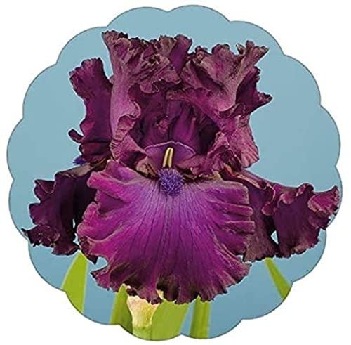 8 Pezzi Bulbi Di Iris Potente Rizoma Bulboso Aroma Gradevole Può Essere Utilizzato Per La Semina Del Giardino Di casa Decorare Il Giardino Aggiungi Colore