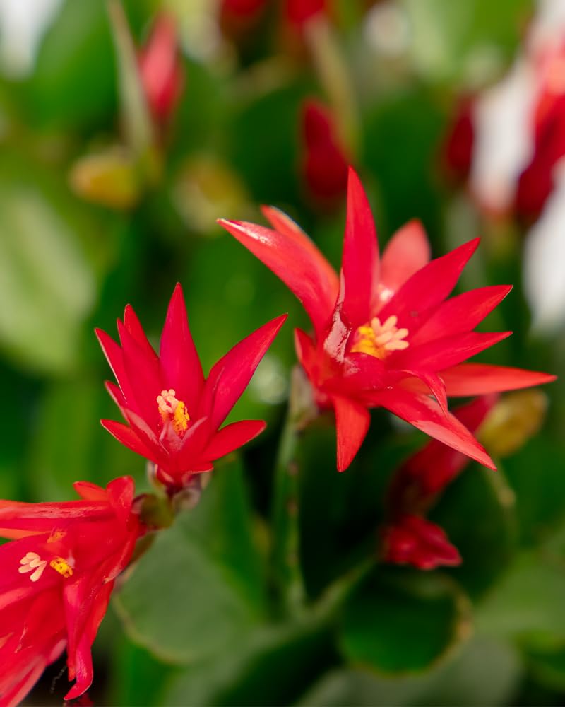 Red Spring Cactus Live Plant 4 Inch Pot