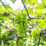 uvas enanos jardín interior de balcón semillas de decorativas uvas jardín resistentes comprar columnares 100pcs