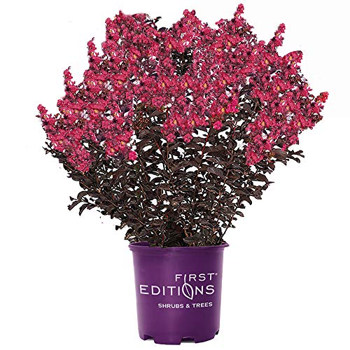 First Edition Midnight Magic Crape Myrtle, 3 Gal
