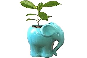 Cute Elephant Pots for Plants