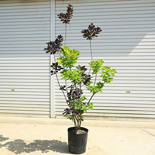 スモークツリー　2本セット Amazon | 特選庭木：スモークツリー デュアルツイスト ゴールデン
