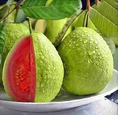 Pink Taiwan Guava Amrood Live Plant (B09VZC4VP3) Amazon Price History, Amazon Price Tracker