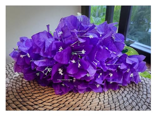 Image of SPHINX Artificial Bougainvillea 5 Heads Bunch Without Vase for Home Decor,Centerpieces, Christmas Decorations, Welcome Reception, Dinner Table decor Approx Height 50 cms- (Purple, 1 Piece)