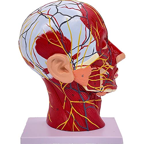 Modèle de cou de tête humaine pour comprendre l'anatomie de surface