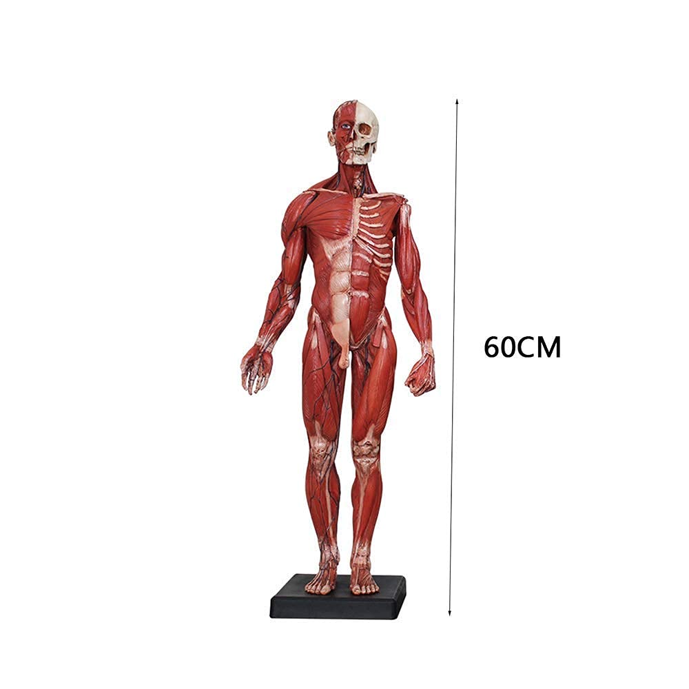 Modele medyczne, figura anatomii człowieka, materiał żywiczny męski model anatomii mięśniowo-szkieletowej ludzki anatomiczny model kości mięśniowej, do nauki rysowania artysty