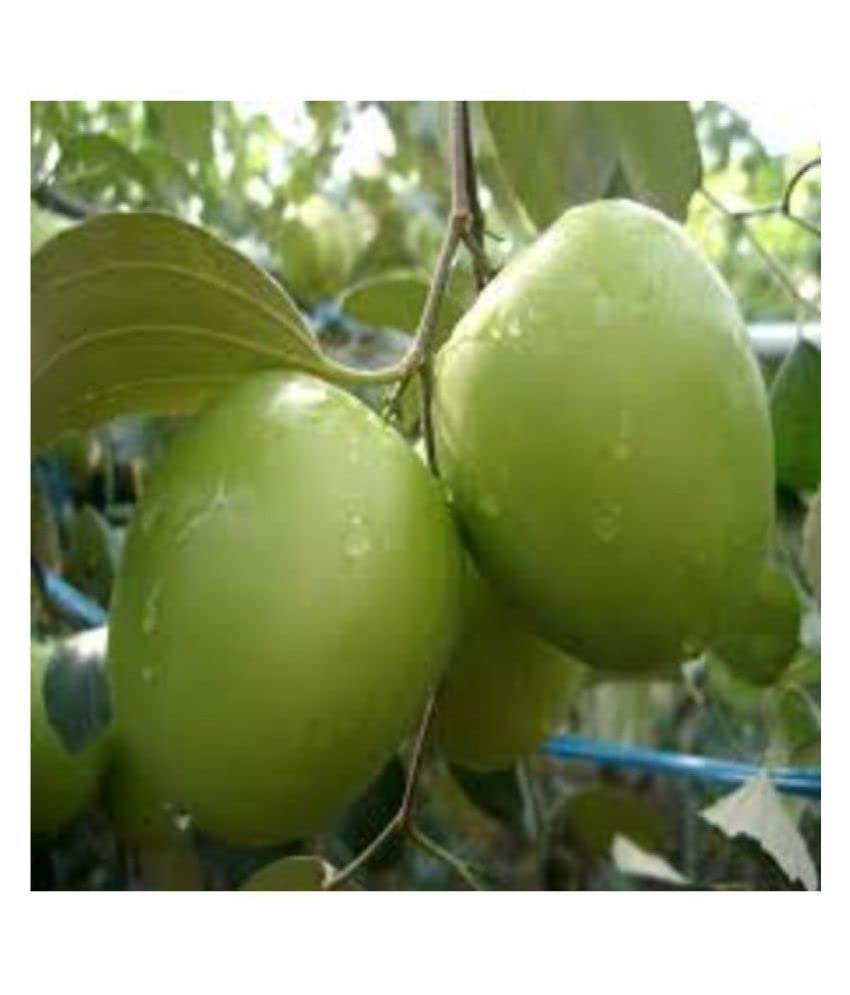 See full amazon price history chart for Ball sundari apple ber (1 healthy live plant) Ball sundari apple ber (1 healthy live plant) (B0C5Q6B5NL) Amazon Price History, Amazon Price Tracker