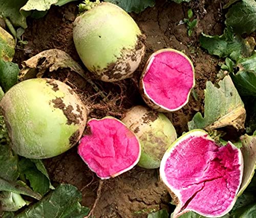 SHAKIA 40pcs Hybrid Watermelon Radish Seeds for Planting Non-GMO Heirloom Home Vegetable Garden Outdoors, Multi