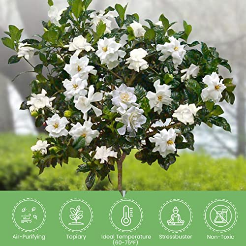 American Plant Exchange Live Miami Supreme Gardenia Tree With Fragrant White Flowers, Topiary Plant Pot For Home And Garden Decor, 8" Pot #TOP5