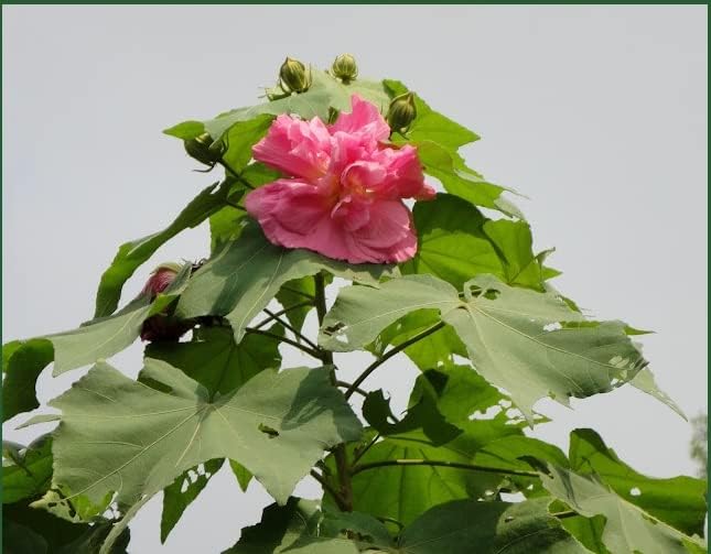 Green view "Lotus Plant Double Petal Sthal Poddo Pink " Hybrid - 1 Healthy Live Flowering Plant 1-1.5 Ft Height in Nursery Grow Bag for Home Garden (B0BVZPN328) Amazon Price History, Amazon Price Tracker