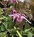 Produktbild Elfenblume Purple Pixie - Epimedium grandiflorum