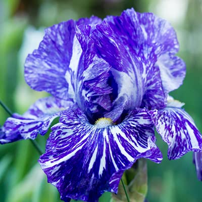 Batik Bearded Iris, Iris Germanica Bearded Iris Bulb, Root, Plant