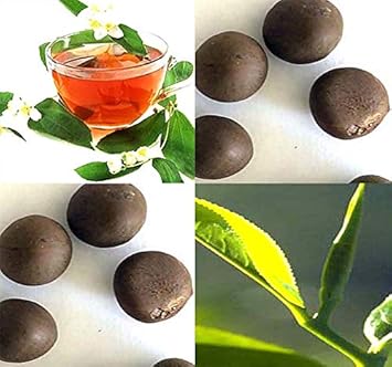 MySeeds.Co Big Pack - Tea Plant Seed