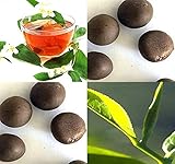 MySeeds.Co Big Pack - (25) Tea Plant Seed - Camellia sinensis - Edible Flower Seeds (Big Pack - Tea Plant)