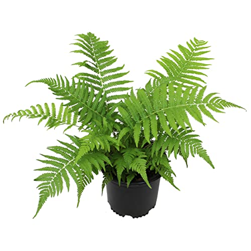 Wood Fern Plants Live Ferns For Outdoors Landscape Edging, Live Fern Plant Live Outdoor Plants, Ferns Live Plants Outdoor Plants Live Plants For Delivery Prime, Real Plants To Grow By Plants For Pets #TOP1