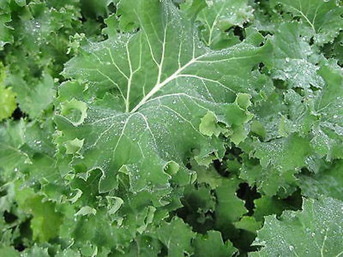 Organic Microgreens Red Russian Kale Seeds Easy to Grow Sow Summer-August Approx. 3600 Seeds