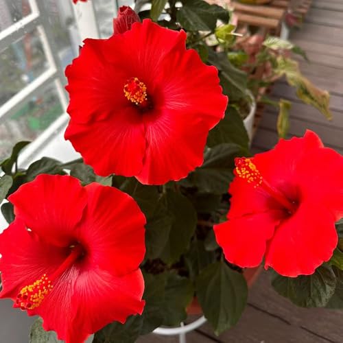hibisco jardín decoración semillas comprar semillas oficina 300pcs