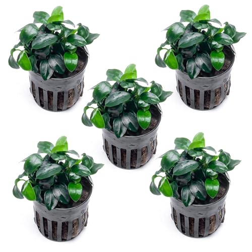 SubstrateSource Anubias Live Aquarium Plants - Potted Freshwater Plant for Fish Tanks Terrariums - Beginner Friendly Low Light (Nana Petite 5 Pots)