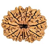 Retrend Design 12 abalorio de Mukhi Nepal Rudraksha magníficas para hombres y mujeres con certificación original