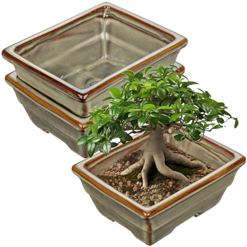 Oairse Set of 2 Bonsai Pots Shallow Succulent Planters for Live Bonsai Trees, 16cm/6.3" Ceramic Plant Pot for Indoor/Outdoor Succulents with Drainage Hole, Cactus Plant Pot, Brown Flower Pot