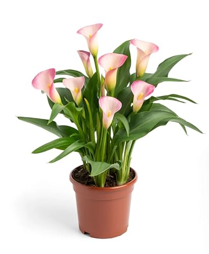 Lirio de Agua o Cala Planta Natural de Interior Exótica y Fácil de Cuidar