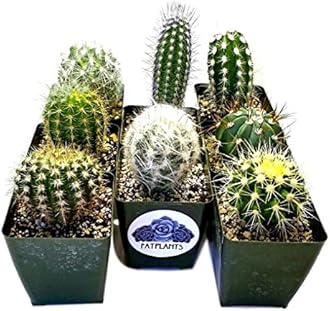Fat Plants San Diego Cactus Plants. Variety Package of Indoor or Outdoor Cacti Plants for Gardens, Home Decor or Gifts (2)