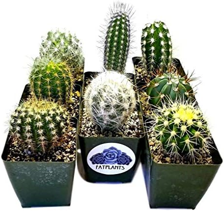 Fat Plants San Diego Cactus Plants. Variety Package of Indoor or Outdoor Cacti Plants for Gardens, Home Decor or Gifts (2)