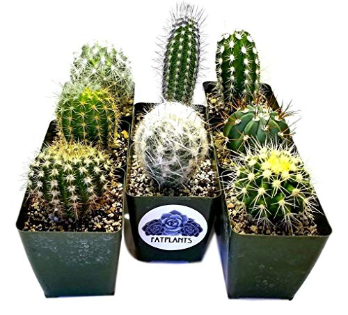 Fat Plants San Diego Cactus Plants. Variety Package of Indoor or Outdoor Cacti Plants for Gardens, Home Decor or Gifts (2)