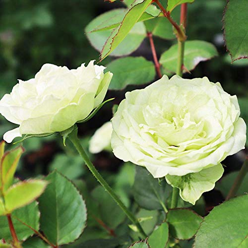 Amazon.co.jp: バラ苗 【グリーンティー】 (新苗) フロリバンダ