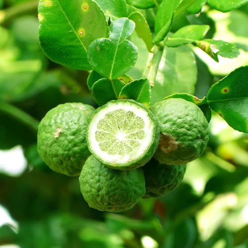 YouGarden Citrus 'Kaffir Lime' Tree, Established Plant in 4L Pot, Approximately 70-90cm Tall Tree, Ready to Plant, Grow in Patio Pots and Containers, Grow Your Own Limes