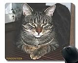 YENDOSTEEN