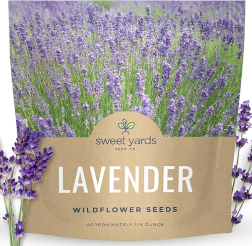 Lavender - Large 1/4 Ounce Packet - 7 000 Flower Seeds for Planting - Lavandula angustifolia