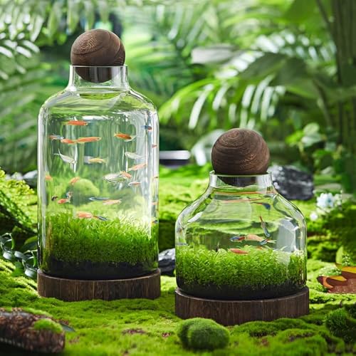Acquario in vetro – Terrario ecologico auto-circolante con base in legno – ornamento decorativo da scrivania per casa e ufficio