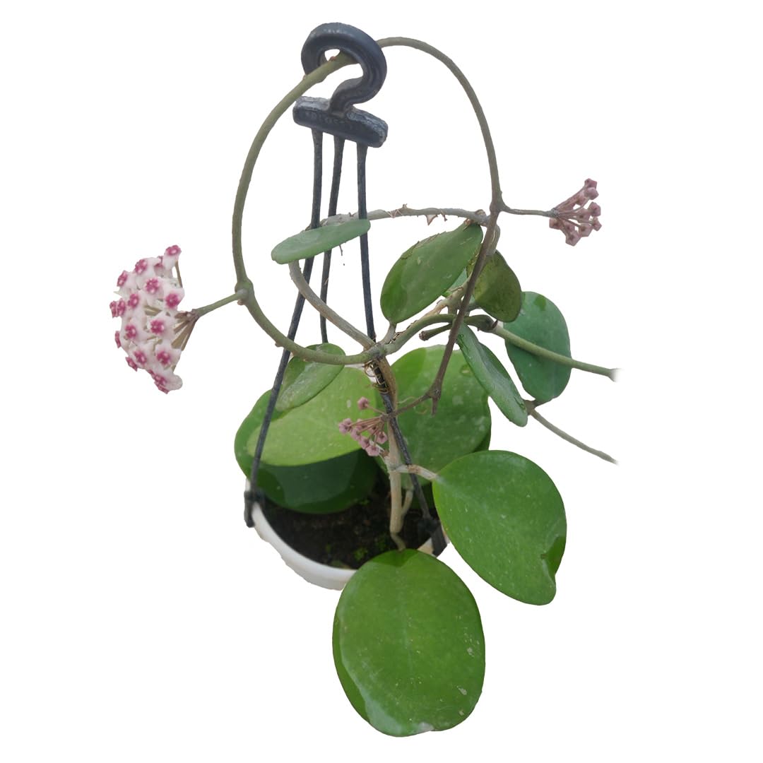 My Flora Hoya Obovata Plant – Succulent-Like Trailing Indoor Plant | Low Maintenance | Air-Purifying | Without Pot (B0DFWQ2344) Amazon Price History, Amazon Price Tracker