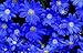 Produktbild 50ct von Blue Daisy Samt, Felicia Der Blues, Nicht-GVO-Blumensamen, Jährliches Blumen