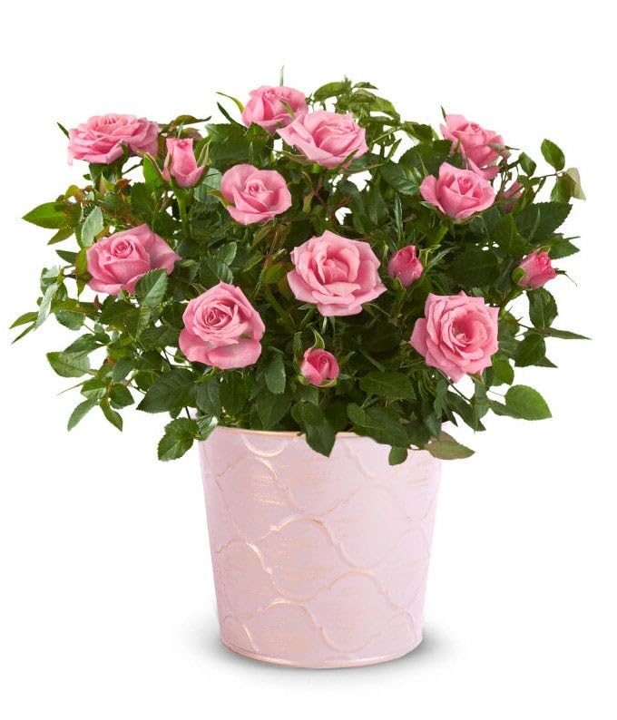 From-You-Flowers-Pretty-Pink-Potted-Rose-Plant-for-Birthday-Anniversary-Get-Well-Congratulations-Thank-You | Free Flower Delivery
