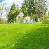 Rasensamen, geschenke für gartenliebhaber Grassamen Schnellkeimend, balkon herbstpflanzen gartenpflanze zoysia grassamen gartenpflanzen winterhart 6000Samen