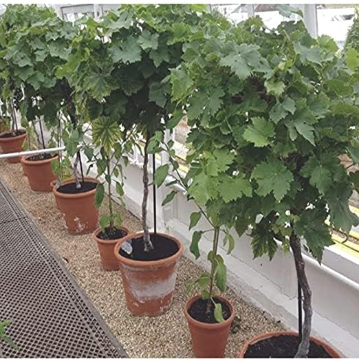 Image of Black Grapes Fruit Live Plant | Outdoor Climbing Vine Plant for Garden & Farm | Fast Growing Seasonal Fruiting Grape Plant - Pack of 1