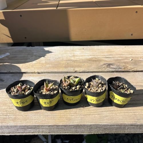 AKx  5Zbg lC  ϗtA T{e hCK[f bJ