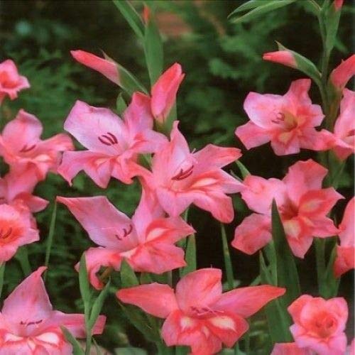 Portal Cool Gladiolo Nanus di Guernsey Glory