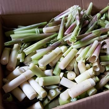 Amazon.co.jp: 根曲がり竹1kg（大小バラ詰め） ※食べられる部分は3