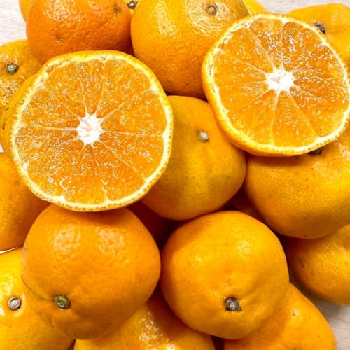 ����ς舤�Q �y��������݂���z �󂠂� �Â� ���B ���� ���k ���ƒ�p ���Q���Y �� ���Y ���� �T�C�Y���� (�H�ׂ��떨�� 3kg)