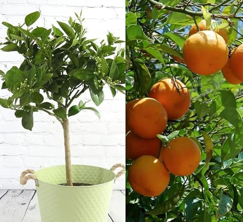 Image of Combo 2 inch Darjeeling Orange Live Plant + Seedless Apple Ber Plant Grafted Hybrid Jujube Live Jujube'Fruit Plant' 1.5-3 Feet Height Live Plant For Home Garden
